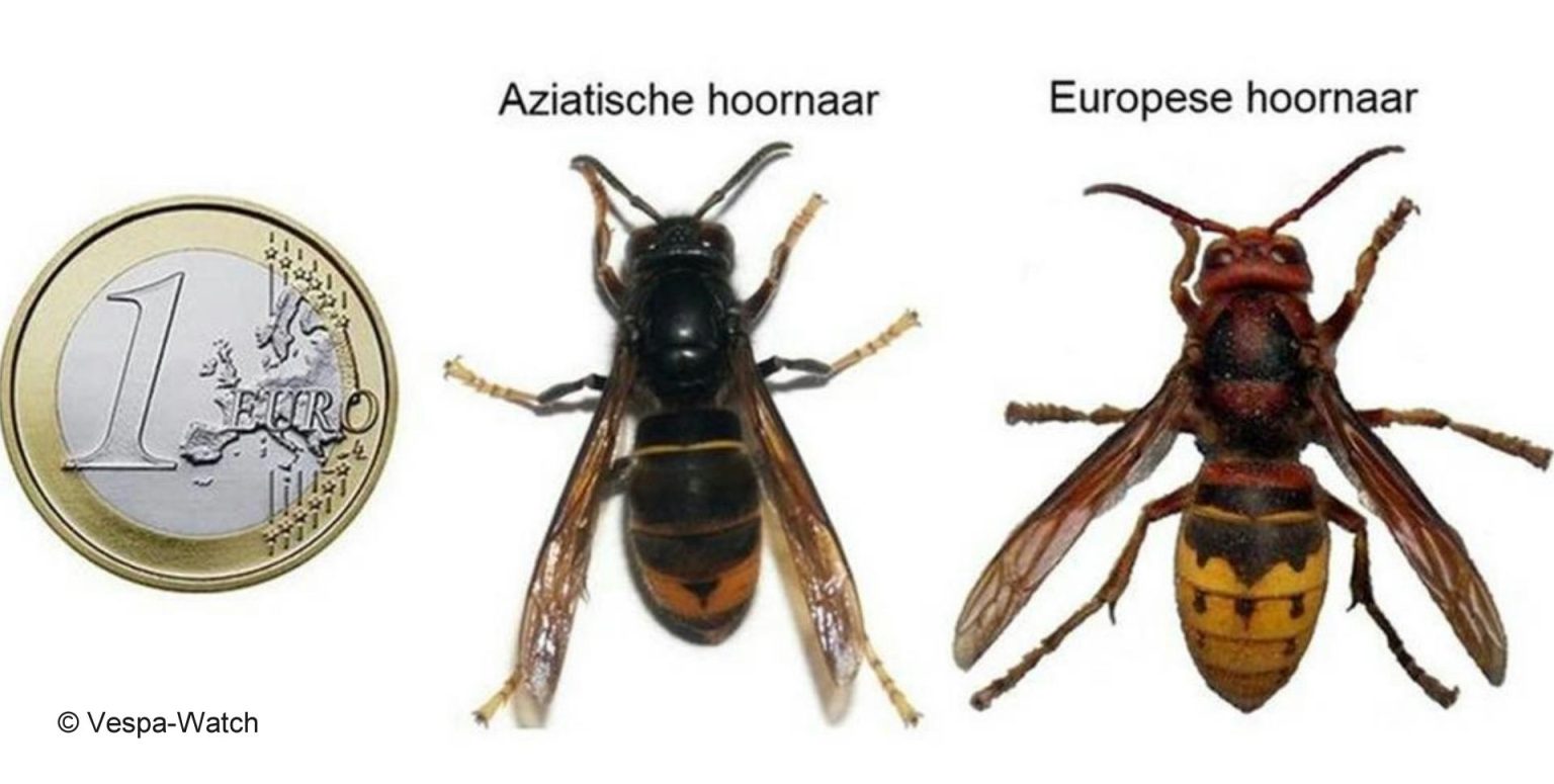 Kijk Uit Voor Aziatische Hoornaar Omroep NOOS